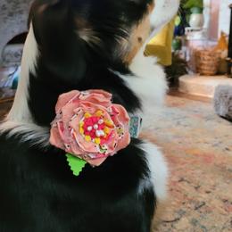 Miniature American Shepherd All Grown Up from Holly Hill Mini Aussies