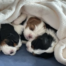 Cavalier King Charles Spaniel Puppies from SoCalCavaliers