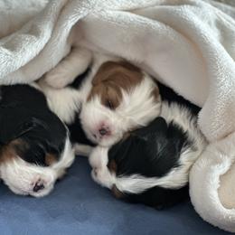 Cavalier King Charles Spaniel Puppies from SoCalCavaliers