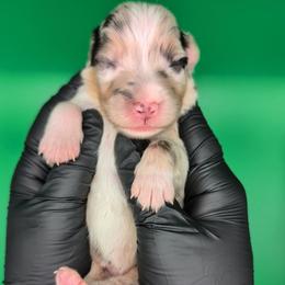 Jasmine3Girl1- BMF,LONG Tail,blue eyes likely, CHIC-OFA-DNA-AKC Titled Parents - Blue merle female Australian Shepherd puppy in South Hill, Virginia from Silverside Aussies LLC