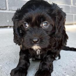 Lainey - Tri-color female Cavapoo puppy in Tucson, Arizona from Adored Poodle & Doodles
