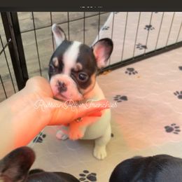 French Bulldog Puppies from Russian River Frenchies