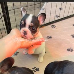 French Bulldog Puppies from Russian River Frenchies