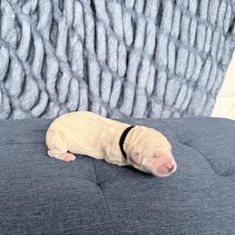 Black - Cream male Goldendoodle puppy in Mount Pleasant, Utah from Betty's Goldendoodles
