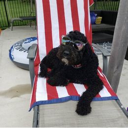 Roxy - Labradoodle