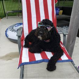 Roxy - Labradoodle