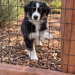 Gem - Black tri-color female Australian Shepherd puppy in Placerville, California from BFF Aussies