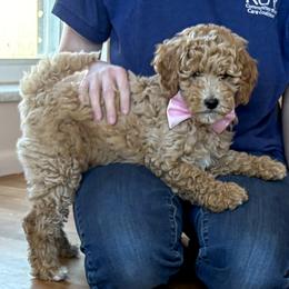 Sugar May - Apricot female Goldendoodle puppy in Roy, Utah from Doodles are Amazing