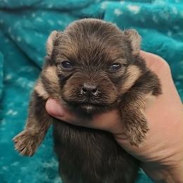 Boy 2 - Orange sable male Pomeranian puppy in Tulsa County, Oklahoma from CP Kennels