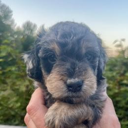 Boy 1 - Gray male Springerdoodle puppy in Sterling, Michigan from Springerdoodles In MI
