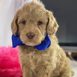 Australian Labradoodle Puppies from Happy Tails Labradoodles