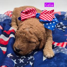 Celia - Red  female Goldendoodle puppy in Neillsville, Wisconsin from Granton Creek