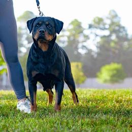 Giny - Rottweiler