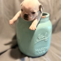 Bluey - White male Pug puppy in Smiths Station, Alabama from Masters Pugs