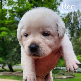 Red collar - Yellow female Labrador Retriever puppy in Mossyrock, Washington from White River Labradors