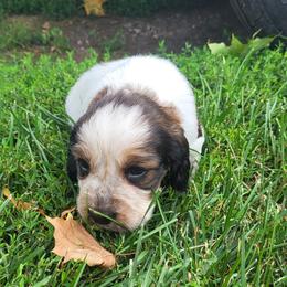 Corduroy - Black white and tan male English Springer Spaniel puppy in Derby, Vermont from Ledge N' Tree English Springer Spaniels