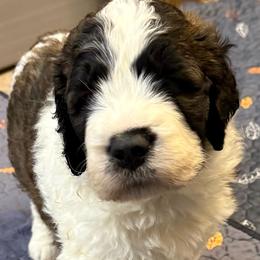 Madison - Brindle and white male Saint Berdoodle puppy in San Antonio, Texas from Mammoth Doodles