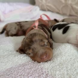 Sassie - Dapple female Dachshund puppy in Summerfield, Florida from Dachshundly Perfect