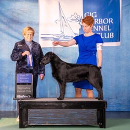 Binks - Flat-Coated Retriever