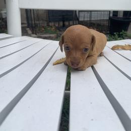 Rory - Red female Dachshund puppy in Westlake, Florida from Lazy Acres Farm