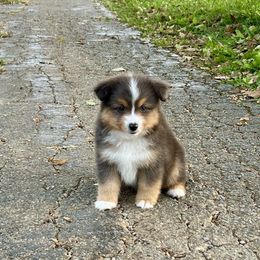 Bailey - Red tri-color female Miniature American Shepherd puppy in Kentucky from Kidd’s Miniature American Shepherds