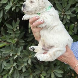 Golden Retriever Puppies from Sanctuary Ranch Goldens