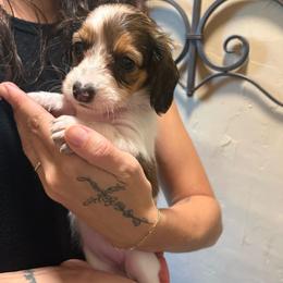 Luna - Piebald female Dachshund puppy in Mountain Home, Arkansas from The Teacup Homestead Miniature Dachshunds