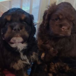 Cocker Spaniels from Carlton Stallings