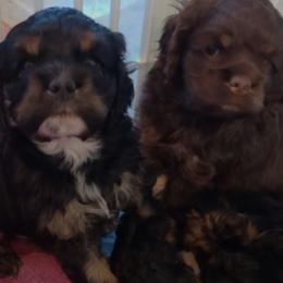 Cocker Spaniels from Carlton Stallings