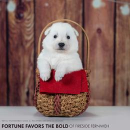 Red collar - White female Berger Blanc Suisse puppy in Chestnut, Illinois from Fireside Fernweh