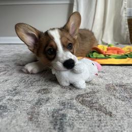 American Corgi and Pembroke Welsh Corgi Puppies from McGovern Family Corgis