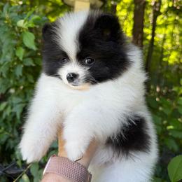 Candace - Black parti female Pomeranian puppy in Zionville, North Carolina from Shaner Poms