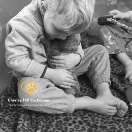 Cockapoo Puppies from Chesley Hill Cockapoos