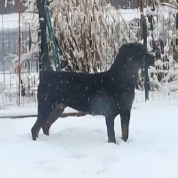 Titos - Rottweiler