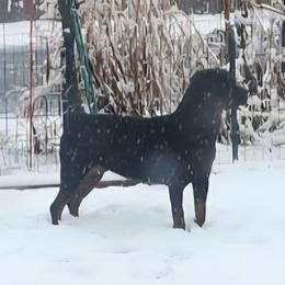 Titos - Rottweiler