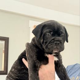 Larry - Red brindle male Bullmastiff puppy in Gaston, Indiana from Fernandes’ Guardians Bullmastiff and French Bulldogs
