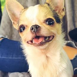 Chihuahuas from Lemon's Full of Flaws Chihuahuas