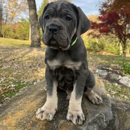 Ace - Gray and fawn male Cane Corso puppy in Lititz, Pennsylvania from Lititz Cane Corsos