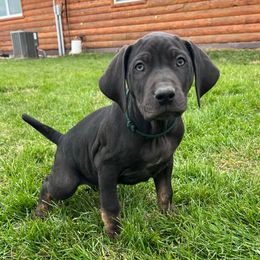 Staple - Blue male Catahoula Leopard Dog puppy in Forbes, Minnesota from North Country Catahoulas