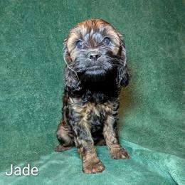 Jade - Brown and tan female Cockapoo puppy in Sunset, Louisiana from Cano Cockapoos