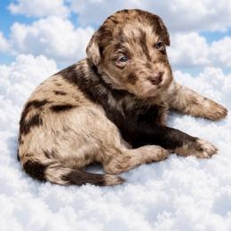 Trixie - Chocolate merle female Bernedoodle puppy in Williston, Florida from Tera Caldwell