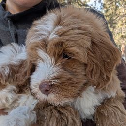 Australian Labradoodle Puppies from Paws Beyond The Pines