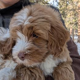 Australian Labradoodle Puppies from Paws Beyond The Pines