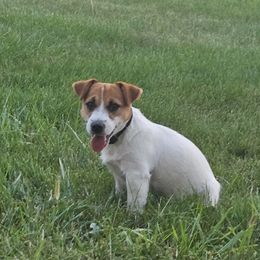 Nash - Russell Terrier