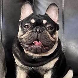 Valentino - French Bulldog