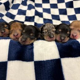 Dachshund puppies from Mountain Farm Dachshunds