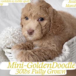 Yellow - Apricot male Goldendoodle puppy in Reno, Nevada from Darling Doodles