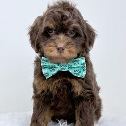 Ted - male Golden Mountain Doodle puppy in Fleming, Colorado from Vandenbark Doodles