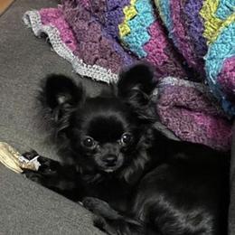 Chihuahua Puppies from HaloHavenChihuahuas