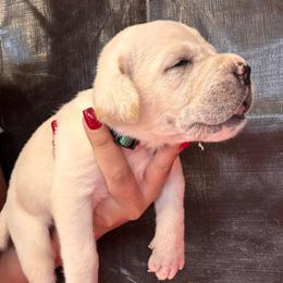 Straw 3- Green Collar - Fawn male Cane Corso puppy in Compton, California from Urban League Cane Corso